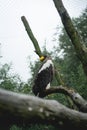 Bald Eagle sitting on a tree in the Zoo in The Netherlands, Diergaarde Blijdorp Rotterdam Royalty Free Stock Photo