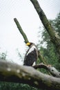Bald Eagle sitting on a tree in the Zoo in The Netherlands, Diergaarde Blijdorp Rotterdam Royalty Free Stock Photo
