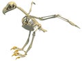 Bald Eagle Skeleton bird anatomy 3D rendering Royalty Free Stock Photo