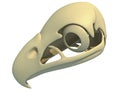 Bald Eagle Skull 3D rendering