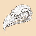 bald eagle skull head vector illustration animal