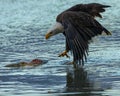 Bald Eagle sneeking up on the very dead Salmon Royalty Free Stock Photo