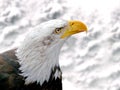 Bald eagle in the snowy mountains. There are snowy trees in background. It is winter time Royalty Free Stock Photo