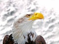 Bald eagle in the snowy mountains. There are snowy trees in background. It is winter time Royalty Free Stock Photo