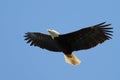 Bald Eagle Soaring against a Blue Sky Royalty Free Stock Photo