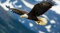 Bald Eagle Soaring Against Snowy Mountains Royalty Free Stock Photo