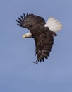 Bald Eagle Soaring