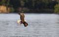 Bald Eagle soaring Royalty Free Stock Photo