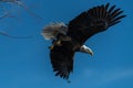 Bald eagle soaring in flight eagles flying