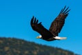 Bald eagle soaring in-flight, eagles flying Royalty Free Stock Photo