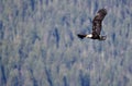 Bald Eagle Soaring High in the Mountains