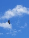 A bald eagle soaring high up in the sky Royalty Free Stock Photo