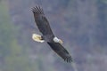 Bald eagle soaring low in the sky Royalty Free Stock Photo