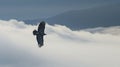 A bald eagle soaring majestically through the air. Eagle in flight above the clouds. AI Generative Royalty Free Stock Photo