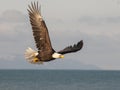 Bald eagle soaring over blue water with blue sky background in A Royalty Free Stock Photo