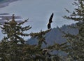 Bald eagle soaring over trees in Juneau Alaska Royalty Free Stock Photo