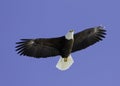 Bald Eagle soaring overhead. Royalty Free Stock Photo