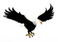 Bald Eagle Soaring in Sky