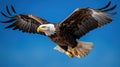 A bald eagle soaring in the sky, AI Royalty Free Stock Photo