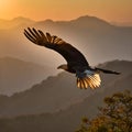Bald Eagle Soaring at Sunset Royalty Free Stock Photo