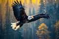 Bald eagle soars through the air with its wings fully spread out. Generative AI Royalty Free Stock Photo