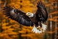 Bald eagle soars through the air with its wings fully spread out. Generative AI Royalty Free Stock Photo