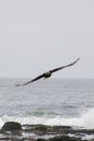 A Bald Eagle Soars Over Crashing Waves