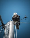 Bald Eagle spotted on Vancouver Island
