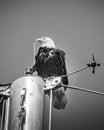Bald Eagle spotted on Vancouver Island
