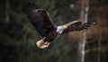 Bald eagle spreads majestic wings in flight generated by AI
