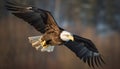 Bald eagle spreads majestic wings in mid air, hunting for fish generated by AI
