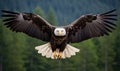 Bald Eagle Spreads Wings in Front of Forest