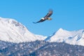 Bald Eagle, Snow-Capped Mountains, Alaska Royalty Free Stock Photo