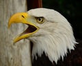 Bald Eagle Squaking Royalty Free Stock Photo