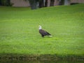 Bald Eagle Standing on Grass Looking for Prey Royalty Free Stock Photo