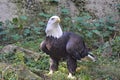Bald Eagle Standing on the Ground Royalty Free Stock Photo