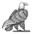 Bald Eagle standing life size isolated on white. Hand drawn sketch bird vector illustration in vintage engraving style Royalty Free Stock Photo