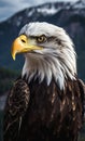 Bald Eagle Standing on a Mountain, Closeup Portrait Royalty Free Stock Photo