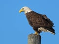 A Bald Eagle Standing on top of a Piling Royalty Free Stock Photo