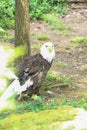 Bald eagle standing at the base of a tree Royalty Free Stock Photo