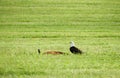 Bald Eagle stands guard over his deer meal Royalty Free Stock Photo