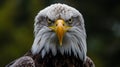 Bald Eagle Stare down. Beautiful eagle view Bald Eagle stare down. AI Generative