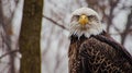 Bald Eagle Stare down. Beautiful eagle view Bald Eagle stare down. AI Generative