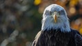 Bald Eagle Stare down. Beautiful eagle view Bald Eagle stare down. AI Generative