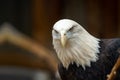 A bald eagle is staring at the camera with its beak open Royalty Free Stock Photo