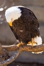 Bald eagle staring down on fish Royalty Free Stock Photo