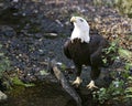 Bald Eagle Stock Photo.  Bald Eagle close-up profile looking up towards sky Royalty Free Stock Photo