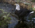 Bald Eagle Stock Photo.  Bald Eagle close-up profile looking towards the sky Royalty Free Stock Photo