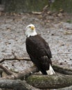 Bald Eagle Stock Photos.  Bald Eagle bird perched on a log. Image. Picture. Portrait Royalty Free Stock Photo