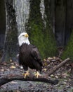 Bald Eagle Stock Photos.  Bald Eagle blur tree background. Picture. Portrait. Image Royalty Free Stock Photo
